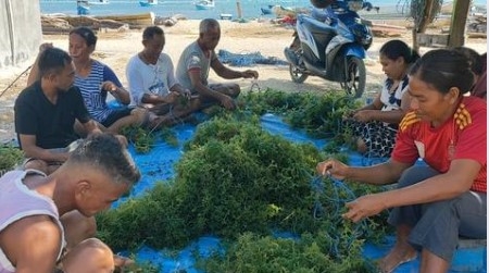 Panen Rumput Laut, Para Petani Di Desa Tablolong Sangat Bersukacita